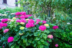 Garden-C.-a-Palazzo-Scroffa-14.6.22-1784