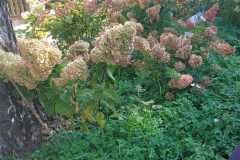 IMG-20260925-WA0008