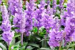 IMG-20220516-WA0063
