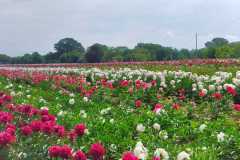 IMG-20220519-WA0081