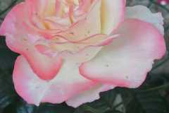 IMG-20220614-WA0017