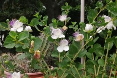 IMG-20220614-WA0020