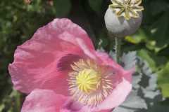 IMG-20220614-WA0021