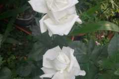 IMG-20220614-WA0022