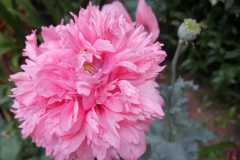 IMG-20220614-WA0026
