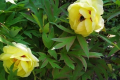 Pareschi-peonie-maggio-21...-