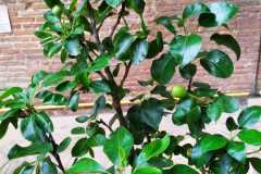 IMG-20210514-WA0021