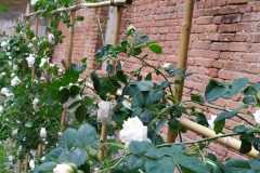 IMG-20210514-WA0022