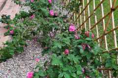 IMG-20210514-WA0023