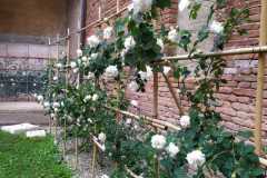 IMG-20210514-WA0024
