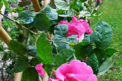 IMG-20210514-WA0026