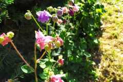 IMG-20220429-WA0024