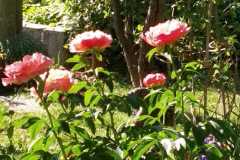 IMG-20200503-WA0017
