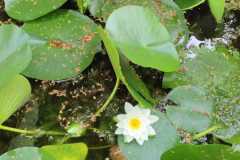 IMG-20200617-WA0010