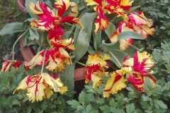 IMG-20200525-WA0023