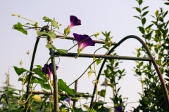 orti-sociali-4