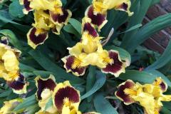 IMG-20230504-WA0018