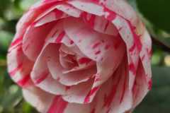 IMG-20220311-WA0012