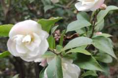 IMG-20220311-WA0025