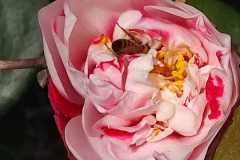 IMG-20220311-WA0029