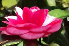 IMG-20220311-WA0035