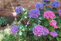 IMG-20220616-WA0005