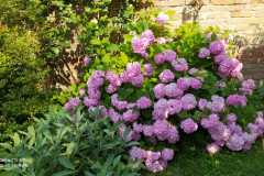 IMG-20220616-WA0008