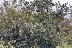 IMG-20260911-WA0013