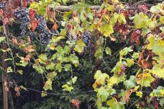 IMG-20260911-WA0024