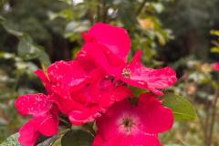 IMG-20260911-WA0033