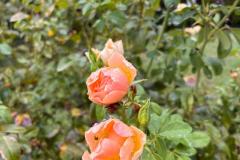 IMG-20260911-WA0042