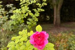 IMG-20260911-WA0047