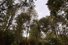 IMG-20260911-WA0096