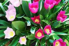 IMG-20210401-WA0022