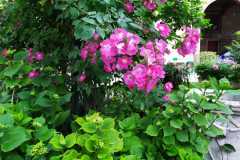 IMG-20210514-WA0018