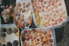 IMG-20210520-WA0021